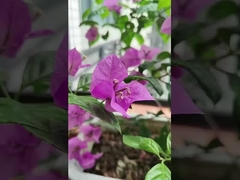 316 Cables de acero inoxidable Balcón Rejilla invisible con capacidad de carga de 100 kg